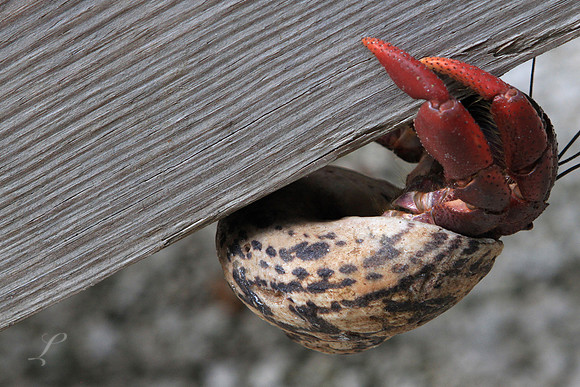 Hermit On The Move