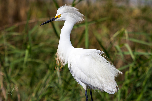Snowy Egret