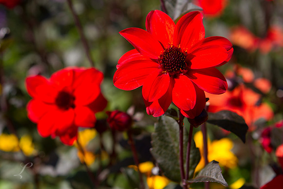 Butchart Gardens, British Columbia
