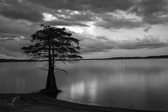 Sunset Cypress B&W