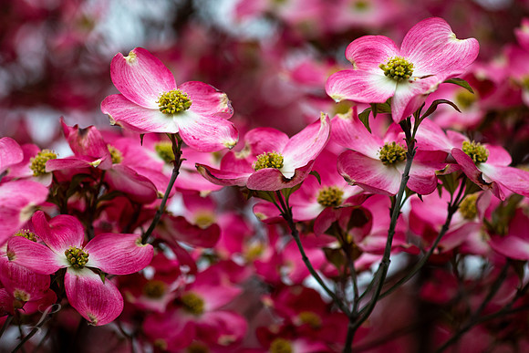 WV Dogwood 5