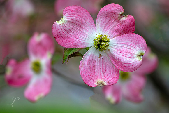 WV Dogwood 3