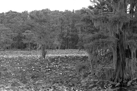 Caddo Lake Cypress Swamp