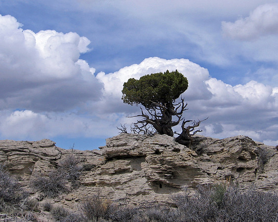 Lonesome Old Cedar