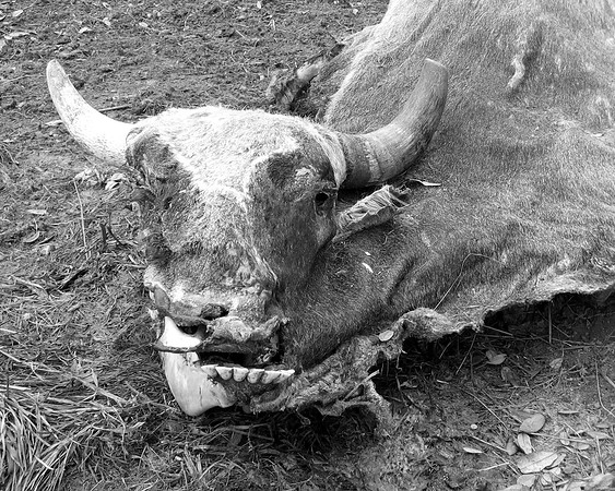 Dead Cow