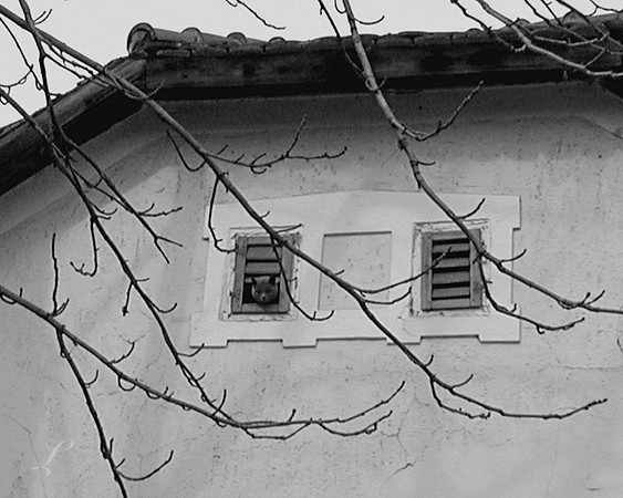 Cat Window (low resolution)