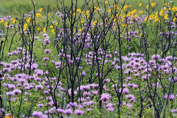 Killdeer Mountain Spring