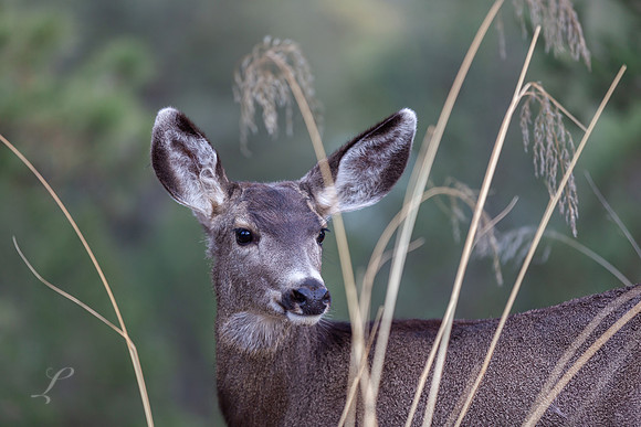 Doe Portrait