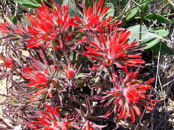 Wyoming Paintbrushes