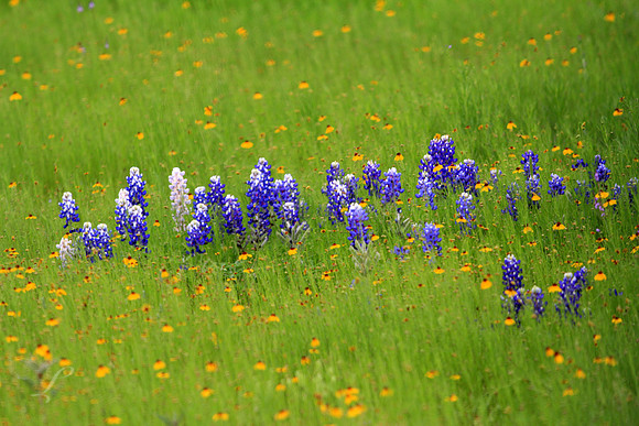 Texas Blues & Yellows