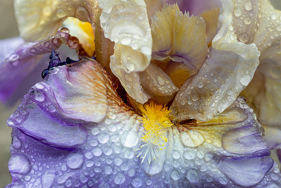 Purple Iris Close-Up