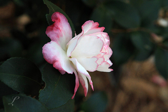East Texas Fall Bloom