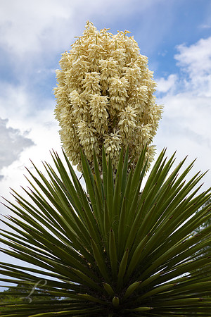 Pristine Yucca