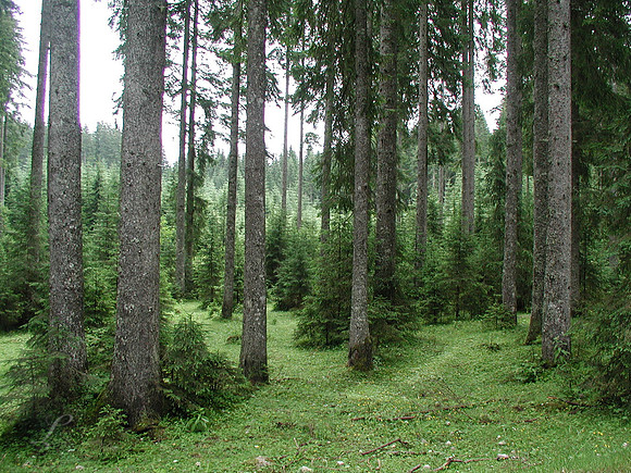 Slovenia Forest