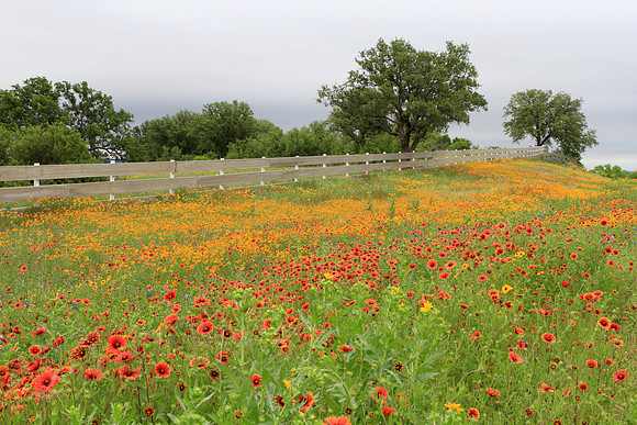Indian Blanket & Greenthread Wildflowers