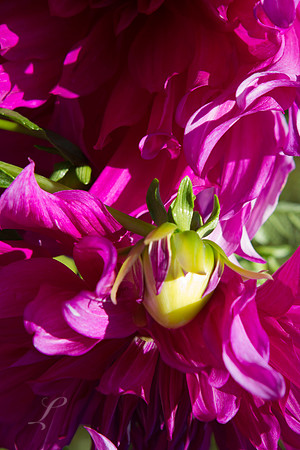 Buds In Pink Butchart Gardens,