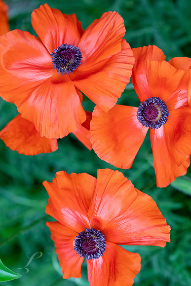 Poppy Bouquet