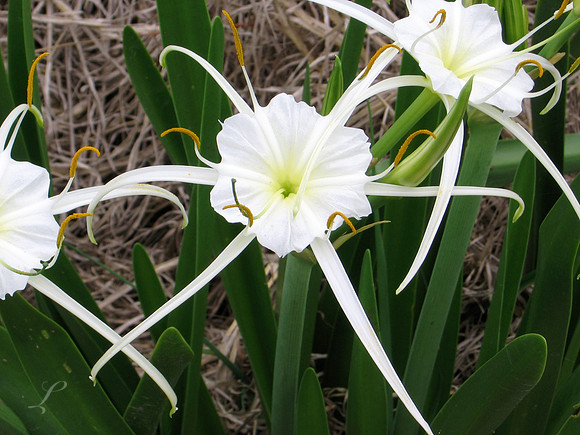 Wild Lillys