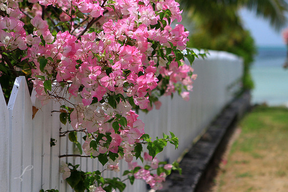Bougainvillea Fence
