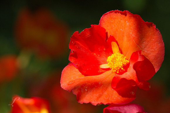 Butchart Gardens, British Columbia