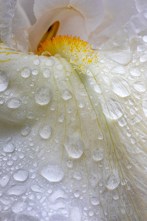 White Iris Close-Up
