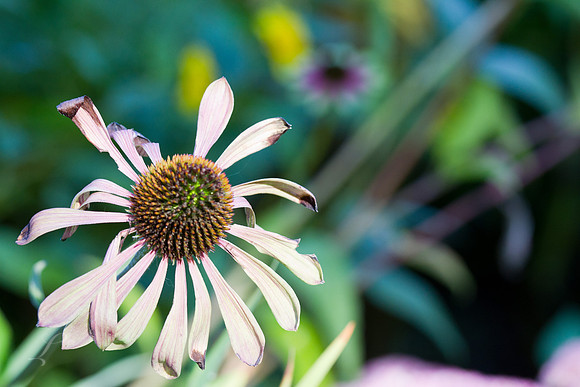 Butchart Gardens, British Columbia