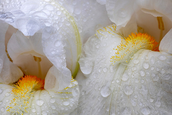 White Iris Double