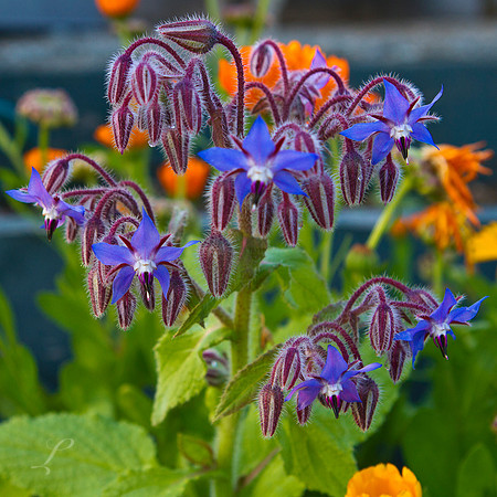 Sooke, British Columbia "Borage" Beauties