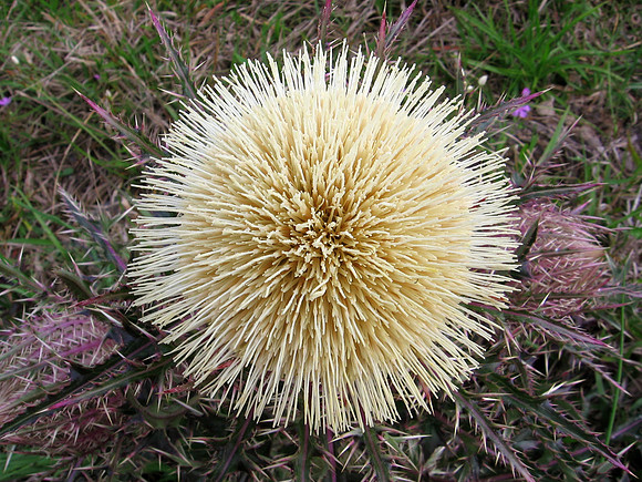 White Thistle Flower