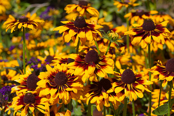 Daisy Blanket Butchart Gardens