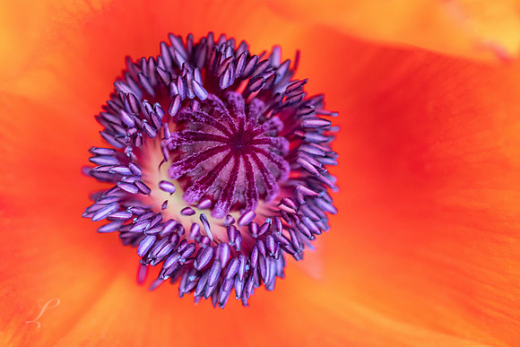 Poppy Close-Up