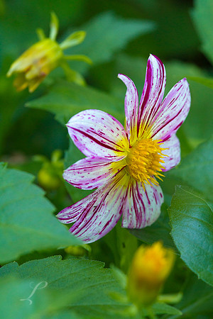 Purple & White Magic Butchart Gardens