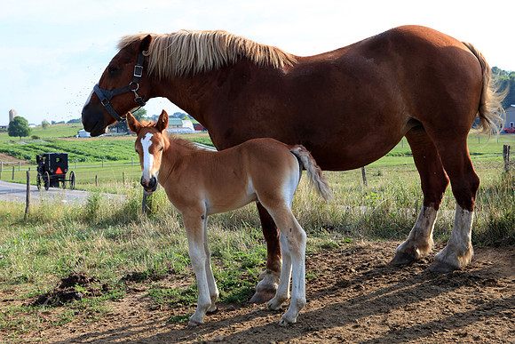 Amish Draft Horse & Colt