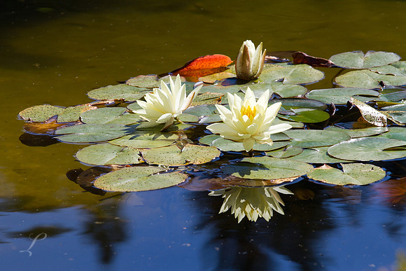 Butchart Gardens, British Columbia