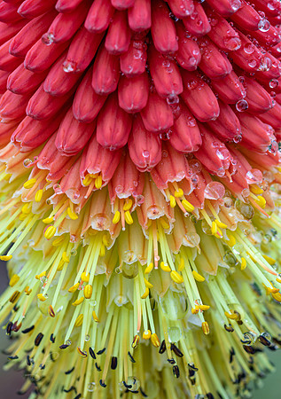 Red Hot Poker Close-Up