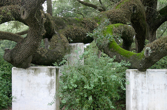 Sprawling Texas Oak Tree