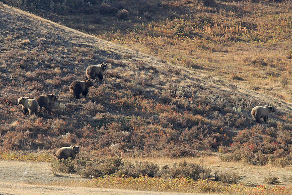 A Bushel Of Grizzlies, Montana
