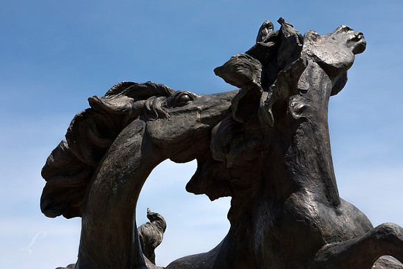 Stallions