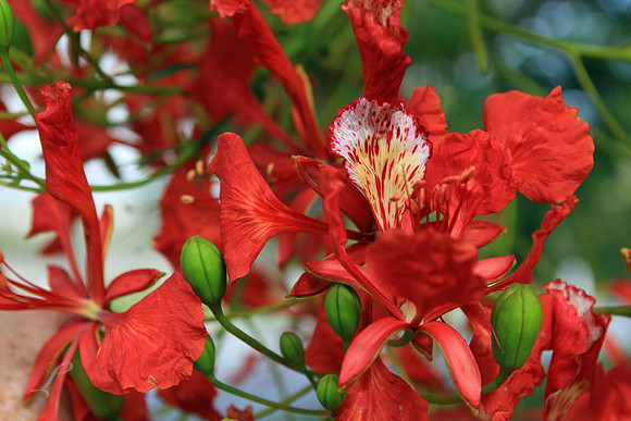Royal Poinciana Flower