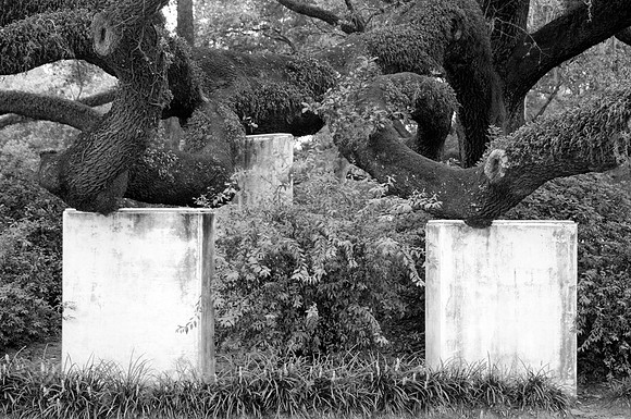 Great Live Oak 6