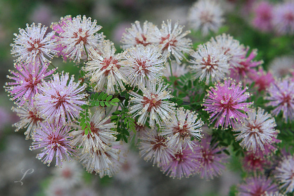 Bush Flowers
