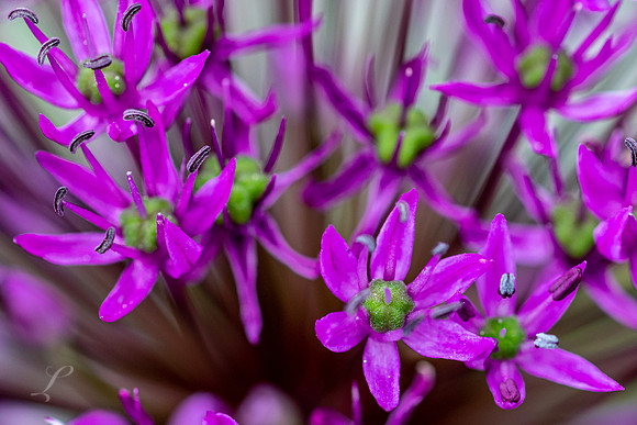 Decorative Onion Close-Up