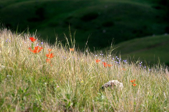 North Dakota Wild Flowers