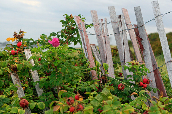 Maine Beach Rugosa Roses