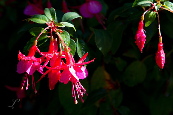 Butchart Gardens, British Columbia,