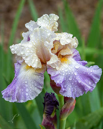 New Mexico Purple Iris