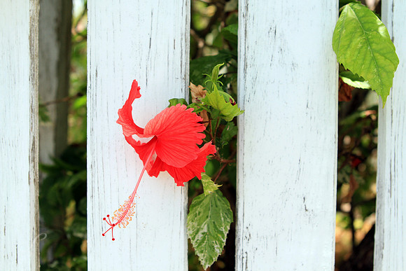 Hibiscus Flower