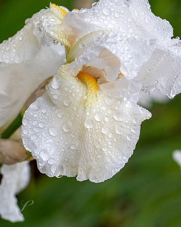 New Mexico White Iris