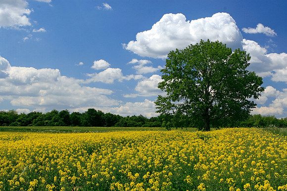 Hungary Rape Seed Field