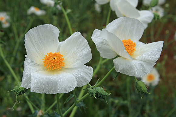 Rain On White Poppies